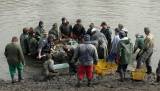 IMG_9767: Rybáři vylovili Podměstský rybník v Čáslavi do poslední rybičky