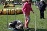 IMG_0696: Kutnohorské kynologické cvičiště hostilo závody psů v agility 