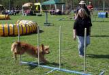 img_0735: Kutnohorské kynologické cvičiště hostilo závody psů v agility 