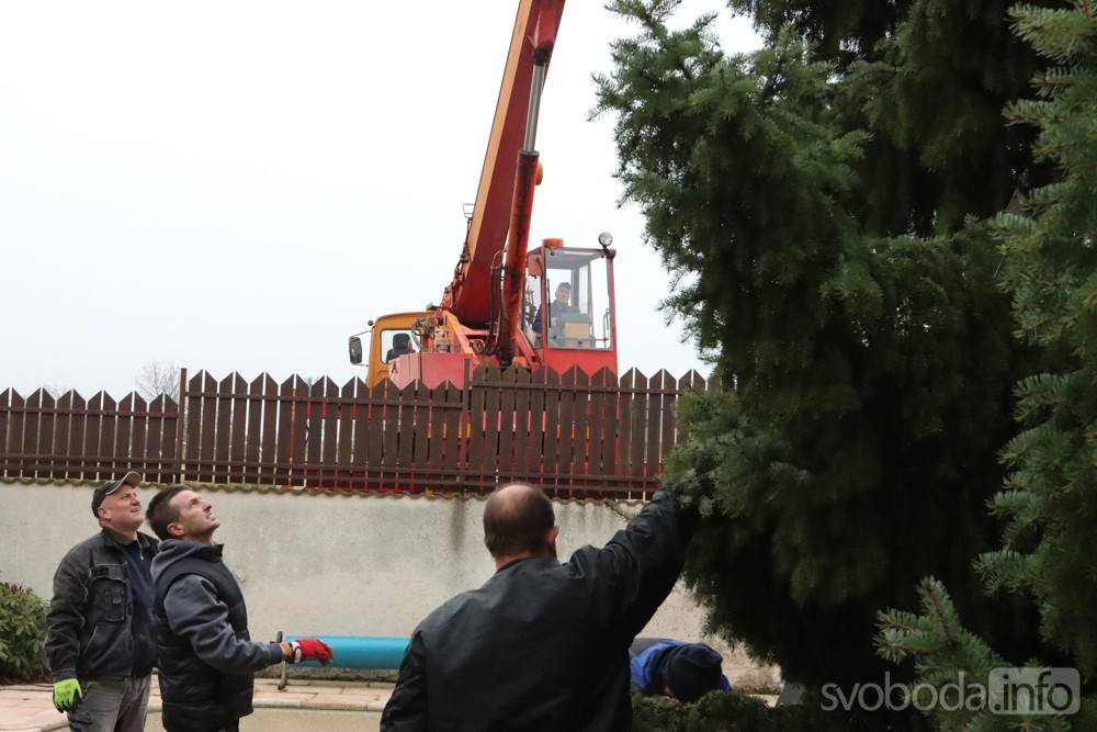 Foto, video: Vánoční strom pro Miskovice věnovali manželé Magda a Petr Brantovi