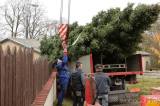 20211115211026_IMG_2190: Foto, video: Vánoční strom pro Miskovice věnovali manželé Magda a Petr Brantovi