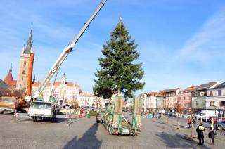 Foto, video: Čáslavské náměstí letos ozdobí vánoční jedle z Rohozce!