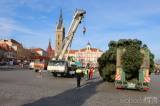 20211118111659_IMG_2747: Foto, video: Čáslavské náměstí letos ozdobí vánoční jedle z Rohozce!