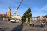 20211118111702_IMG_2757: Foto, video: Čáslavské náměstí letos ozdobí vánoční jedle z Rohozce!