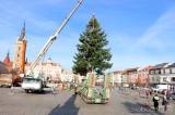 20211118111703_IMG_2762: Foto, video: Čáslavské náměstí letos ozdobí vánoční jedle z Rohozce!
