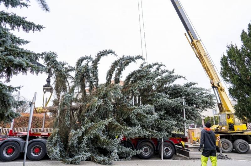 Foto: Strom pro letošní vánoční náměstí v Kolíně pochází z Čáslavi