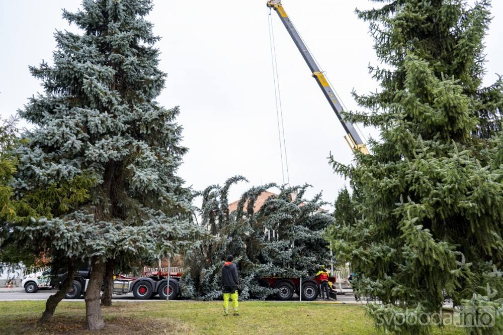 Foto: Strom pro letošní vánoční náměstí v Kolíně pochází z Čáslavi