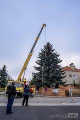 20211121140744_09: Foto: Strom pro letošní vánoční náměstí v Kolíně pochází z Čáslavi