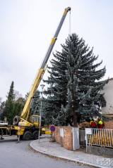 20211121140745_11: Foto: Strom pro letošní vánoční náměstí v Kolíně pochází z Čáslavi