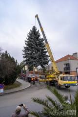 20211121140749_18: Foto: Strom pro letošní vánoční náměstí v Kolíně pochází z Čáslavi
