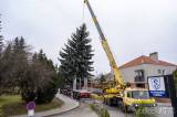 20211121140751_25: Foto: Strom pro letošní vánoční náměstí v Kolíně pochází z Čáslavi