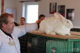 20220212142439_IMG_7690: Foto: Po roční pauze se do Hostovlic vrátila oblíbená výstava holubů a králíků