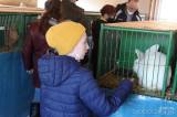 20220212142458_IMG_7740: Foto: Po roční pauze se do Hostovlic vrátila oblíbená výstava holubů a králíků