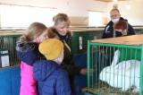20220212142459_IMG_7742: Foto: Po roční pauze se do Hostovlic vrátila oblíbená výstava holubů a králíků