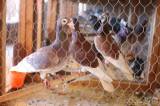 20220212142500_IMG_7747: Foto: Po roční pauze se do Hostovlic vrátila oblíbená výstava holubů a králíků