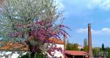 20220509172153_15: Je dvoubarevná sakura v Čáslavi botanická rarita?