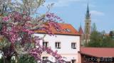 20220509172155_25: Je dvoubarevná sakura v Čáslavi botanická rarita?
