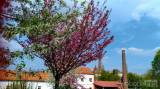 20220509172156_26: Je dvoubarevná sakura v Čáslavi botanická rarita?