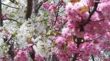 20220509172200_30: Je dvoubarevná sakura v Čáslavi botanická rarita?