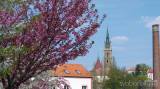 20220509172201_35: Je dvoubarevná sakura v Čáslavi botanická rarita?