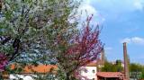 20220509172210_65: Je dvoubarevná sakura v Čáslavi botanická rarita?