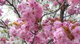 20220509172214_80: Je dvoubarevná sakura v Čáslavi botanická rarita?