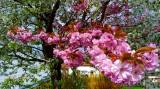 20220509172216_90: Je dvoubarevná sakura v Čáslavi botanická rarita?