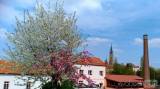 20220509172218_95: Je dvoubarevná sakura v Čáslavi botanická rarita?