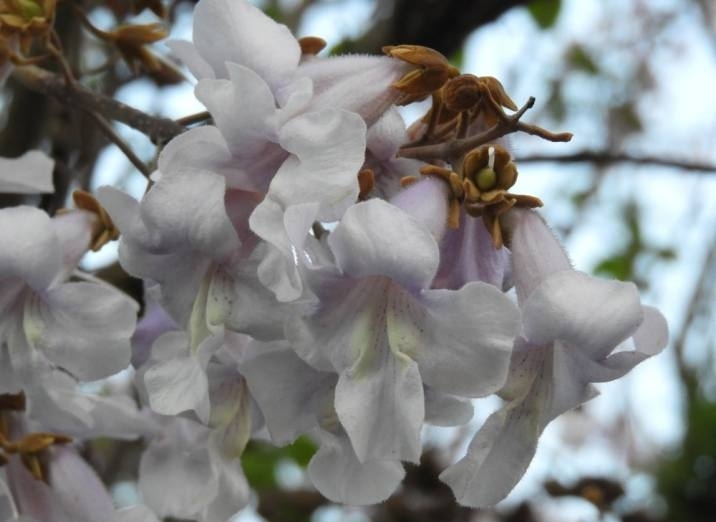 Čínské národní stromy Paulovnie plstnaté rozkvetly v Čáslavi