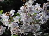 20220520142942_DSCN7891: Čínské národní stromy Paulovnie plstnaté rozkvetly v Čáslavi