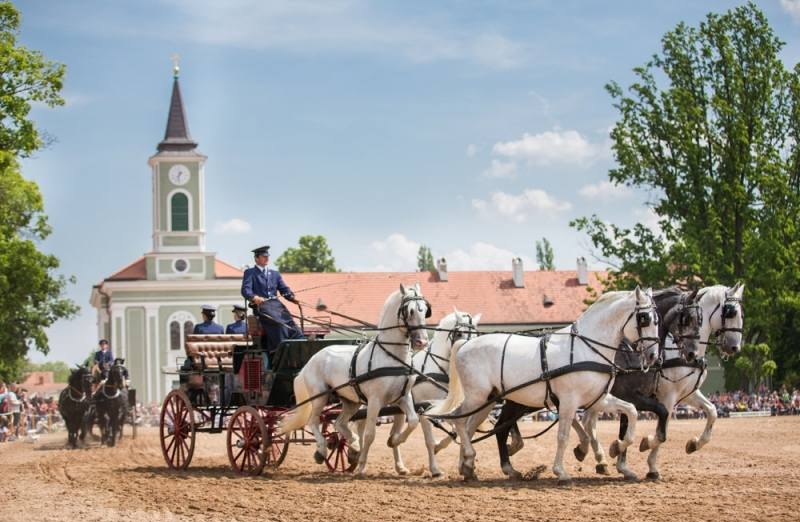 Pátý ročník starokladrubského koně nabídne v sobotu Národní hřebčín Kladruby nad Labem