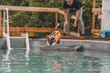 20220816163926__DSC3670: Foto: Pejskové v bohdanečském Bull Edenu soutěžili ve vodních disciplínách