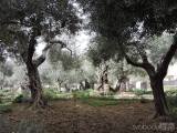 20240327215139_jeruz120: Getsemanská zahrada - Hrob Panny Marie v Jeruzalémě objektivem čáslavského cestovatele