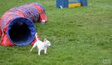 20160410_IMG_9976: Foto: Závody v agility na kutnohorském cvičáku otestovaly spolupráci psovoda se psem