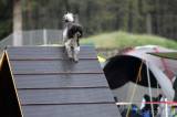 20160410_IMG_9993: Foto: Závody v agility na kutnohorském cvičáku otestovaly spolupráci psovoda se psem