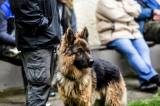 Na kolínském psím cvičáku skládali mezinárodní zkoušky