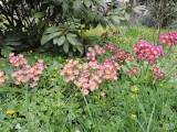 20160427_DSCN9791: Obyvatelé Uhlířských Janovic se v těchto dnech mohou potěšit květy petrklíčů