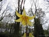 20160501_DSCN9500: Foto, video: Květ vzácné rostliny můžete vidět v Uhlířských Janovicích