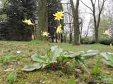 20160501_DSCN9842: Foto, video: Květ vzácné rostliny můžete vidět v Uhlířských Janovicích