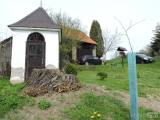 20160503_02: V obci Tlučeň na Kutnohorsku nahradili pokácený strom nově vysazeným