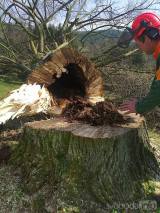 20160503_07: V obci Tlučeň na Kutnohorsku nahradili pokácený strom nově vysazeným