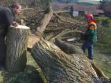 20160503_12: V obci Tlučeň na Kutnohorsku nahradili pokácený strom nově vysazeným