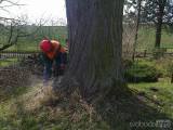 20160503_15: V obci Tlučeň na Kutnohorsku nahradili pokácený strom nově vysazeným