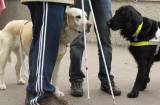Vodící psi si ve svých dovednostech zasoutěží přímo v ulicích Kutné Hory