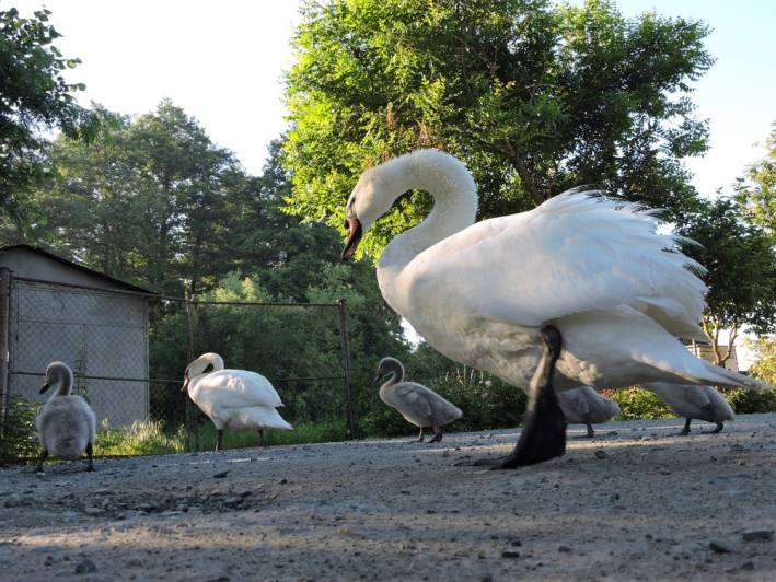 Foto, video: S obyvateli Jetelové ulice v Čáslavi sdílí domov labutí rodinka