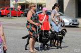 20160626125336_IMG_4629: Foto: Palackého náměstí v Kutné Hoře hostilo závody ve výkonu vodích psů