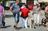 20160626125336_IMG_4631: Foto: Palackého náměstí v Kutné Hoře hostilo závody ve výkonu vodích psů