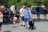 20160626125336_IMG_4635: Foto: Palackého náměstí v Kutné Hoře hostilo závody ve výkonu vodích psů