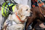 20160626125336_IMG_4637: Foto: Palackého náměstí v Kutné Hoře hostilo závody ve výkonu vodích psů