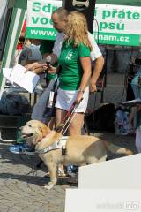 20160626125337_IMG_4639: Foto: Palackého náměstí v Kutné Hoře hostilo závody ve výkonu vodích psů